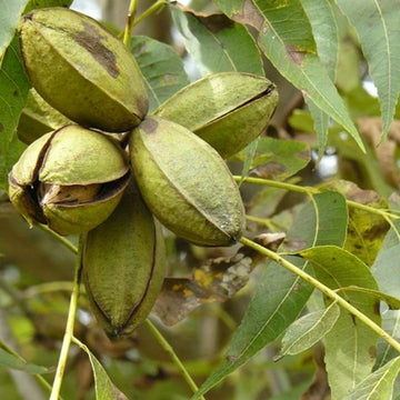 Image of Pecans on the tree.
